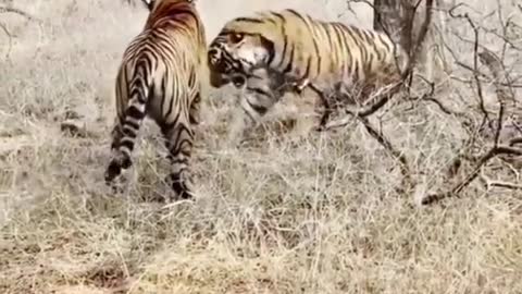 Two tigers are fighting