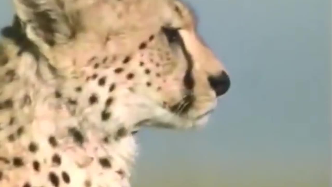 Full speed running Cheetah!! Fastest animal on planet