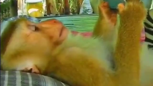 angry animals7