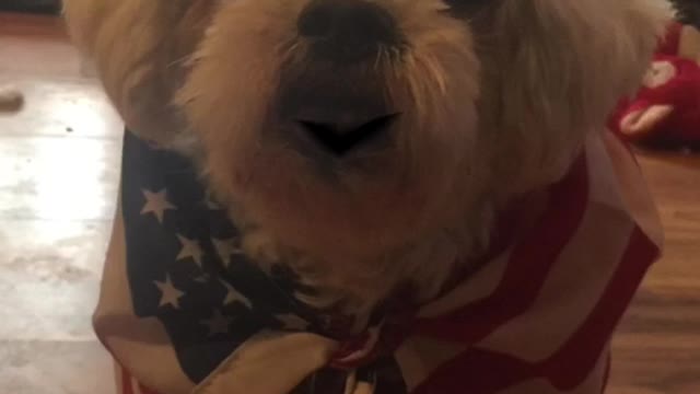 Patriot Loulou aka Louis news π°π³ alert news just in πΊπΈπΊπΈππ°