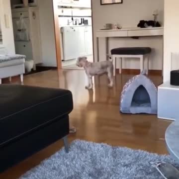 This poor puppy is so confused, hi friend.. bye friend