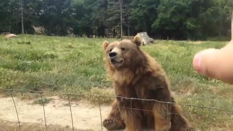 Bear catching bread at Olympic Game Farm