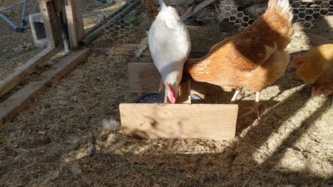 Chickens feeding.