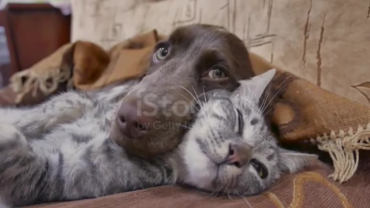 Dog sleep with Cat