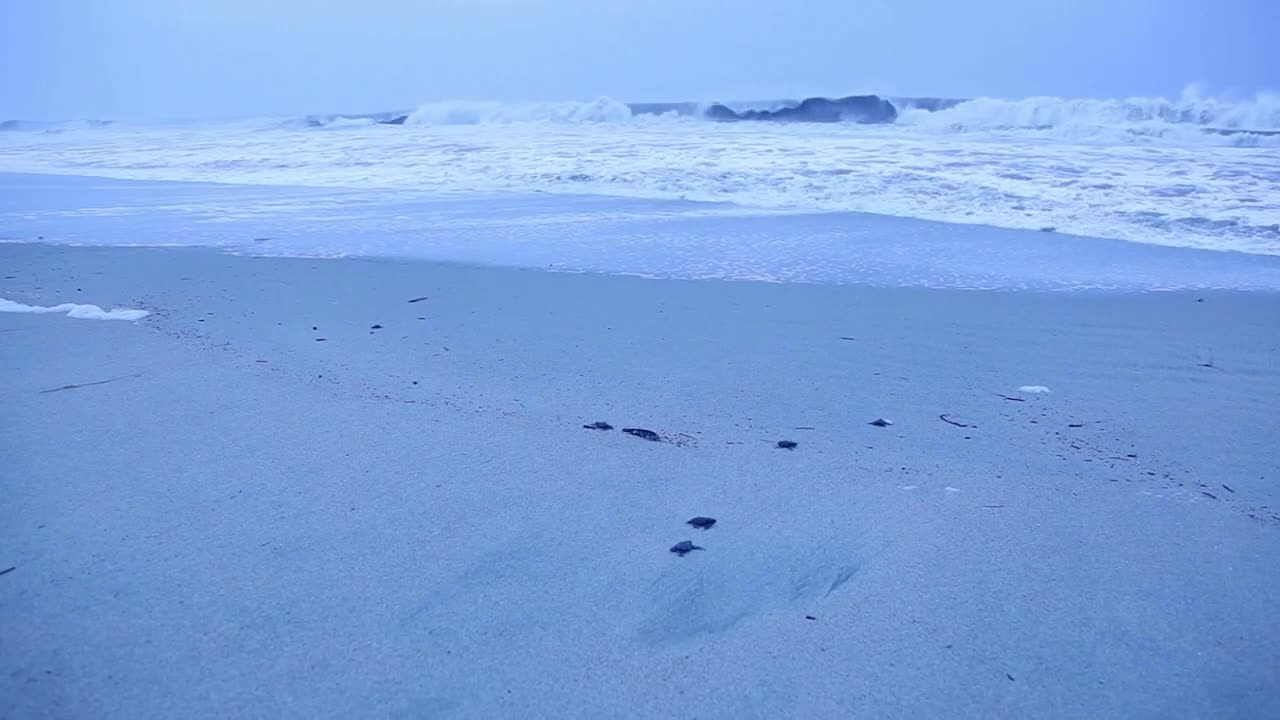 Baby turtle making its way to the ocean