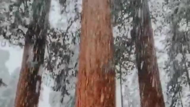 Snowfall at Sequoia National Park, California