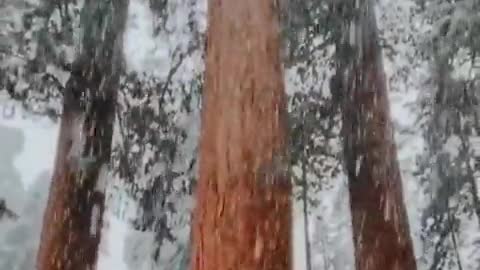 Snowfall at Sequoia National Park, California