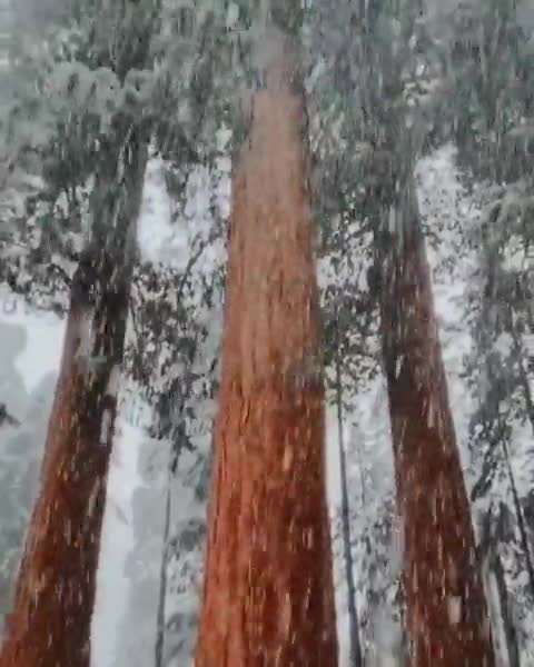 Snowfall at Sequoia National Park, California