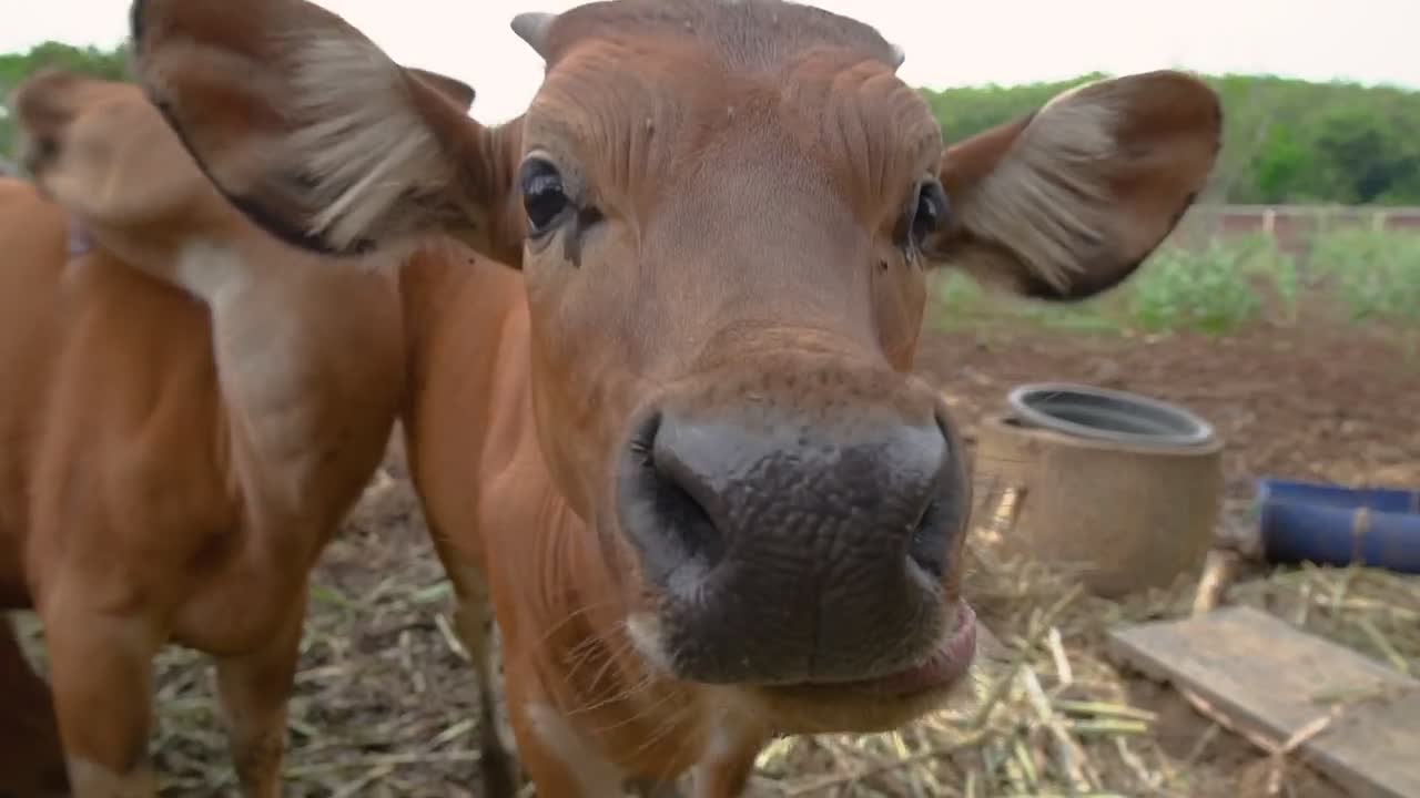 cow eating some hay in tradtitional farm