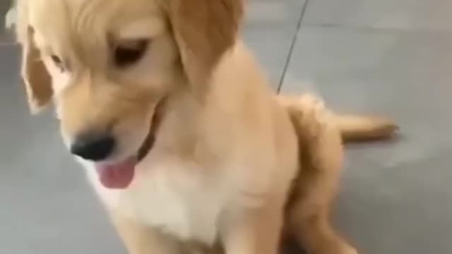 Try Not to Laugh Challenge - Funny Dog Videos #shorts