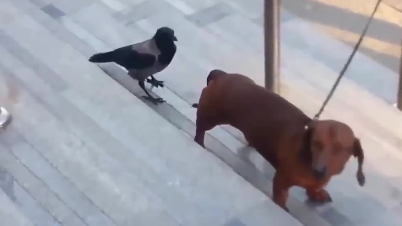 Crow and Dog Fight