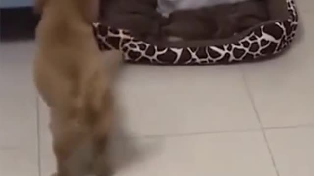 Bad cat offended doggie