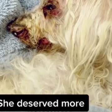 😢 TO THE PERSON WHO DUMPED HER ON THE ROAD IN HER FINAL DAYS | WE HOPE SOMEONE DOES SAME TO YOU! 😢
