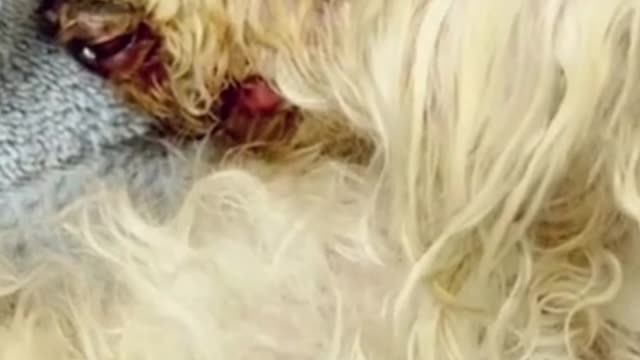 😢 TO THE PERSON WHO DUMPED HER ON THE ROAD IN HER FINAL DAYS | WE HOPE SOMEONE DOES SAME TO YOU! 😢