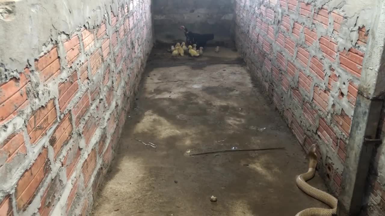 Mother Chicken protects the Chicks from King Cobra