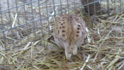 Valley quail and Bluescaled quail chicks, 3-4 weeks old