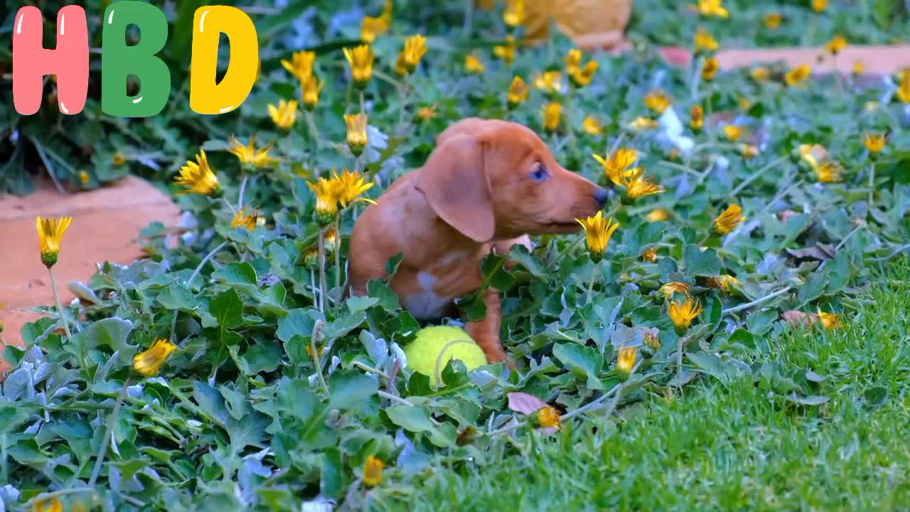 Cutes dogs | Cutest dog in the world | Cute dogs clips