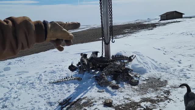 Blue heeler puppies first snow