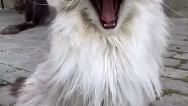 yawning kitty