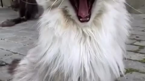 yawning kitty