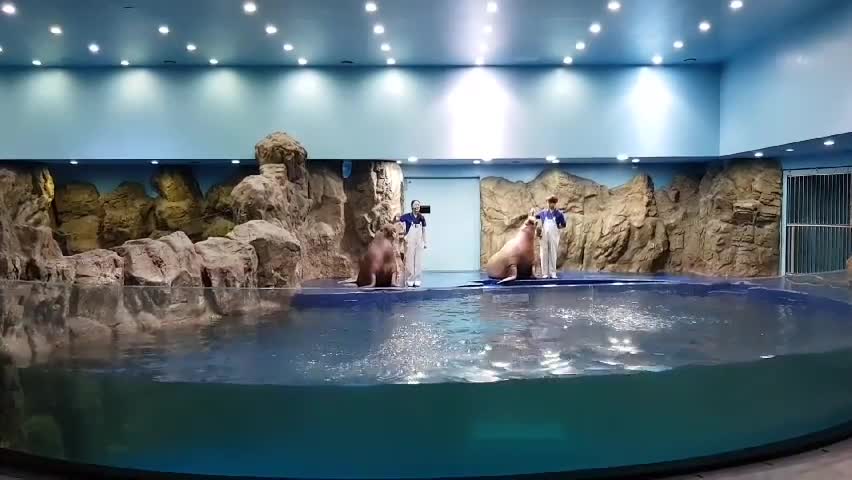 Seals are doing a lot of shows.