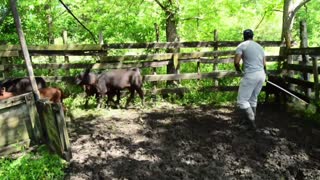 How to Handle Black Angus Cattle