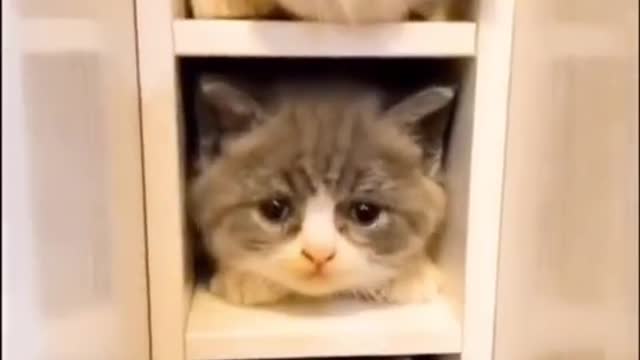 Cute Pets Doing Funny Things - Cutest Pets In The World