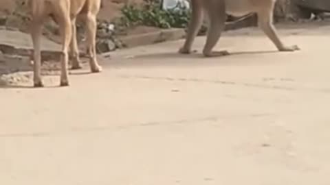 supper funny animals 2021