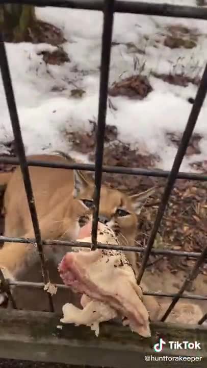 Cute but very dangerous animal