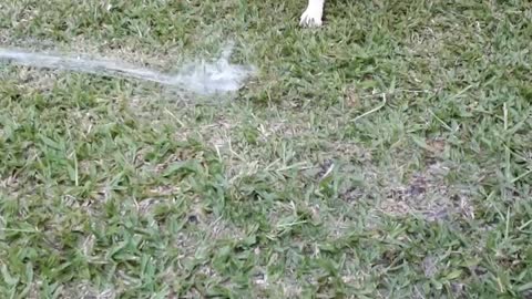 Funny dogs videos - Flokinho eating water - Flokinho comendo água