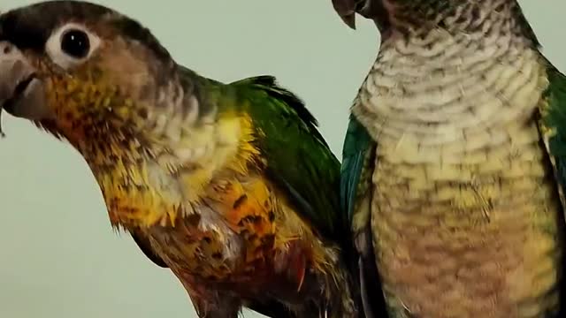 My two parrots are starting to dominate my TV again