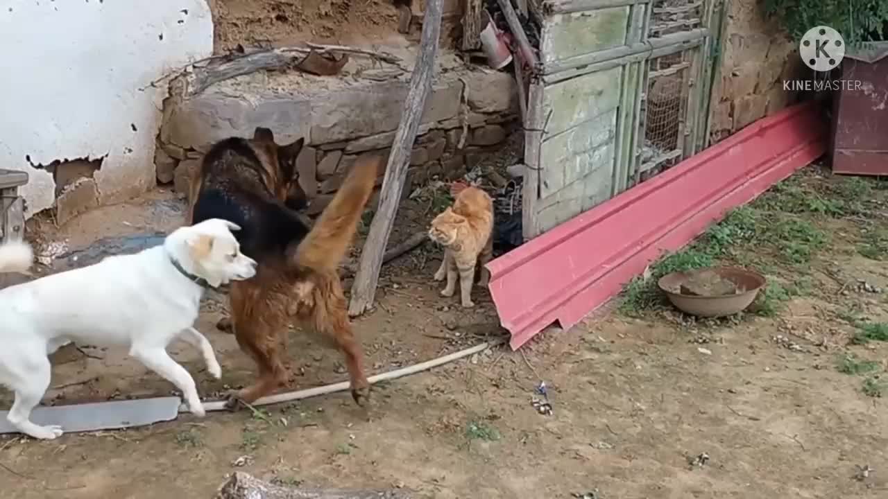 Dog and cat fight