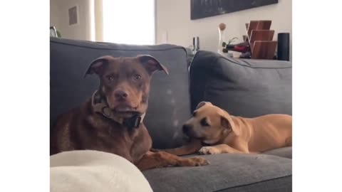 The other pup got the message from the reaction