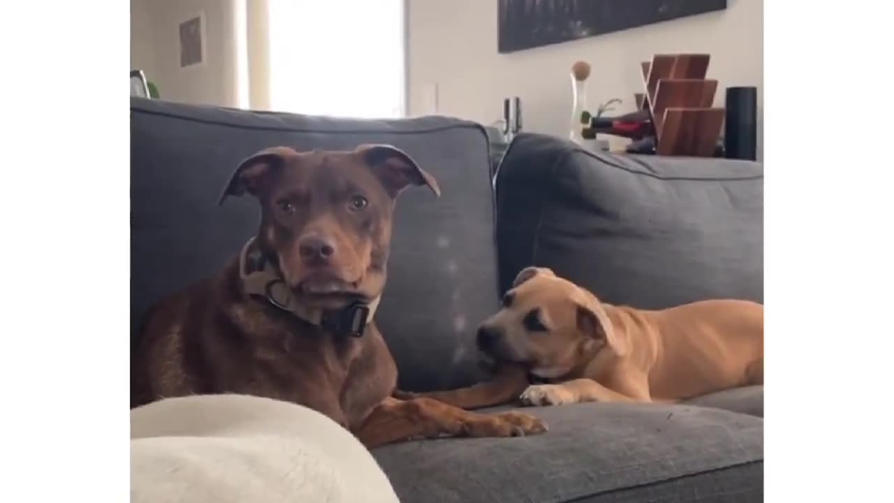 The other pup got the message from the reaction