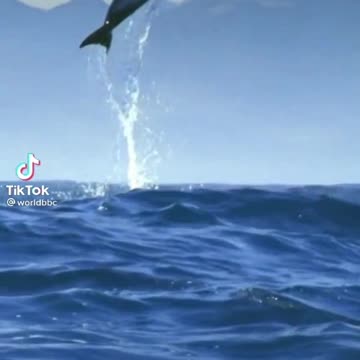 How does a dolphin jump into the ocean
