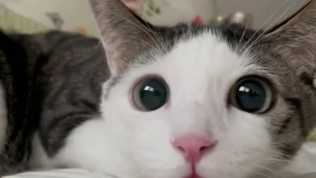 Cute loving cat