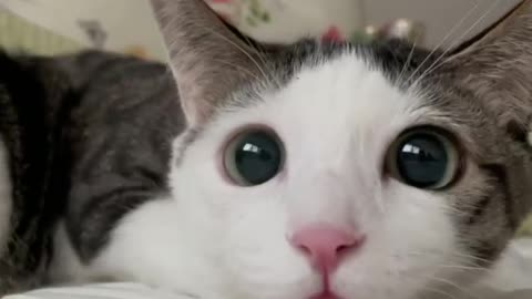 Cute loving cat