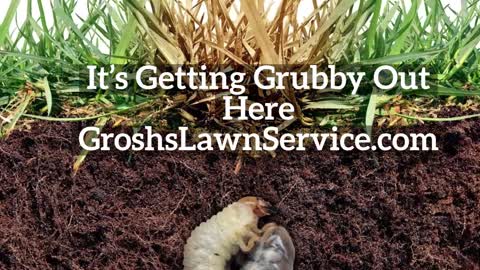 Grubs Smithsburg Maryland Lawn Care Company