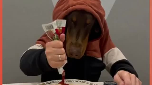 Funny dog ​​eating pasta