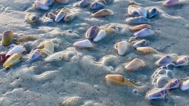 Coquina Clams Filtering Food From the Waves