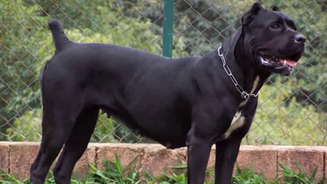 TOP 10 Most Muscular Dog Breeds In The World