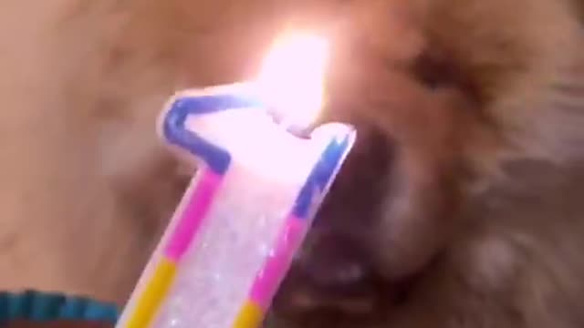 birthday of my chow-chow Yuki