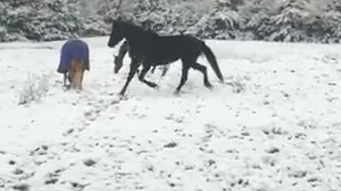 Astrid cutting loose in the snow