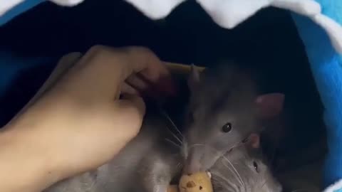 Nap time 🐀 😴