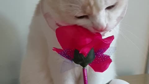 Cat and flower