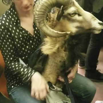 Woman carrying goat head on train