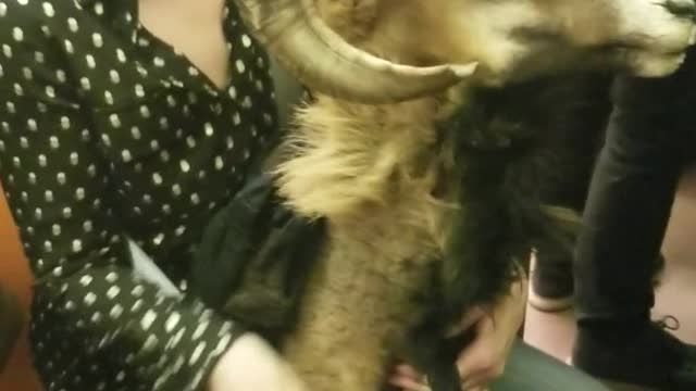 Woman carrying goat head on train