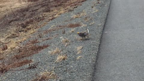 Incredible Dance of the Sharp-tailed Grouse