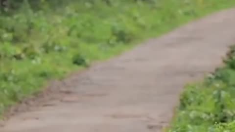 Wildlife in closer view with a natural perspective.