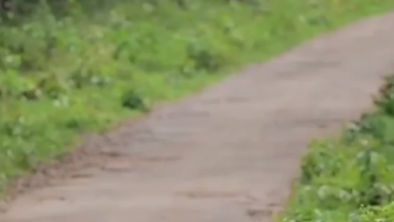 Wildlife in closer view with a natural perspective.